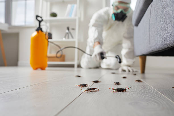 Commercial Rodent Management in Pasatiempo